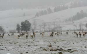 Elk in my Valley