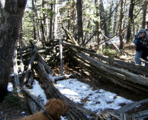 Partially buried sheep trap