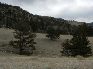 Whitebark Limber on left; doug fir on right