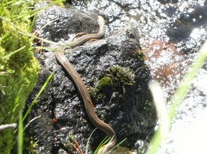 Water snake after one month in burn area