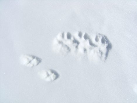 Wolf and coyote tracks