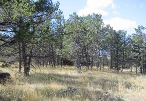 Before pruning; cabin is in the background