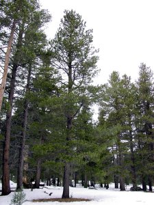 Lodgepole pine Pinus contorta