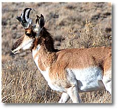 Male Pronghorn