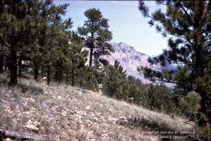 Native grasses 'look'.