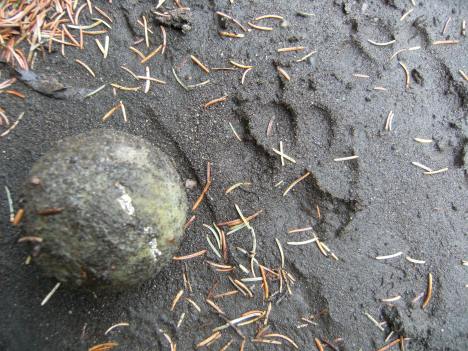 With Koda's tennis ball for size With Koda's tennis ball for size