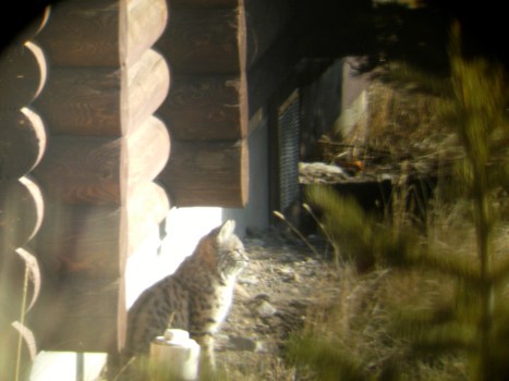 Bobcat watching a ground squirrel