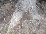 Droppings at base of trees indicate owl&nbsp;roosts