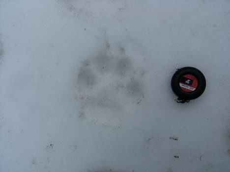 Flat line at metacarpal pad Flat line at metacarpal pad