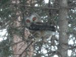 Northern Saw-Whet Owl