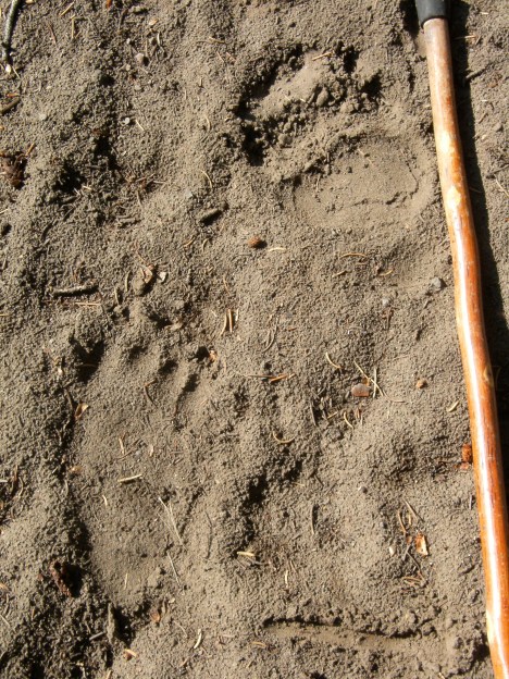 Grizzly tracks near fishing bridge
