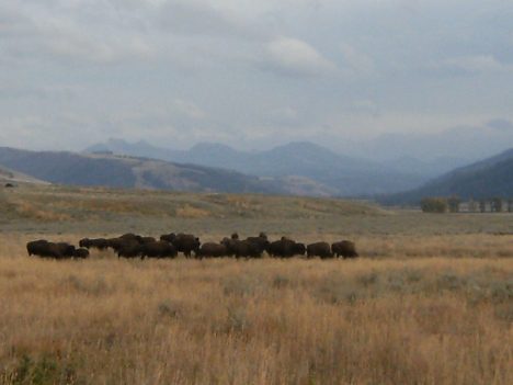 Buffalo in Lamar Valley