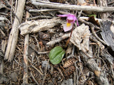 Calypso bulbosa