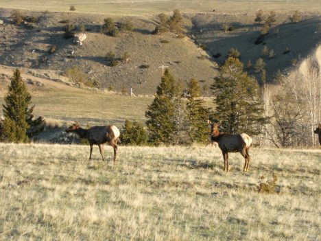 Elk in my Valley.  I thought elk on left looked quite pregnant.