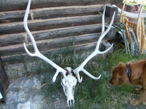 Found winter wolf kill.  Beautiful in death