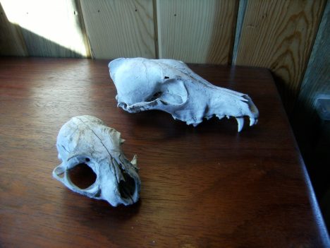 Coyote skull and bobcat skull