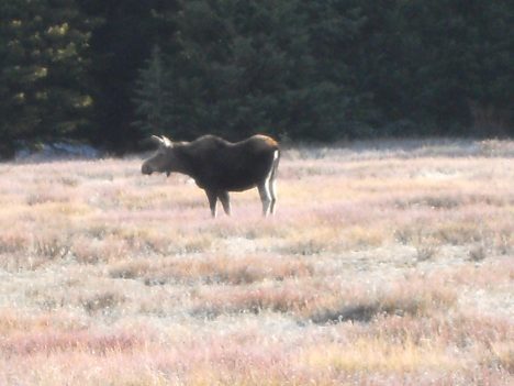 Moose on Chief Joseph Highway 