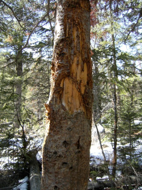 Grizzly scratches on pine tree