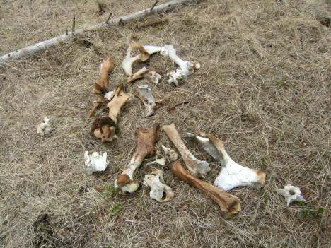 Could these be bison (or cow) found in buried in a depression like a wallow.