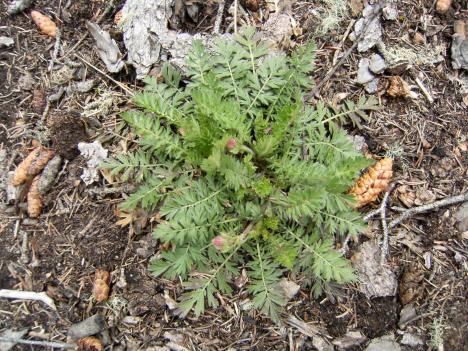 Geum Geum triflorum. Prairie Smoke