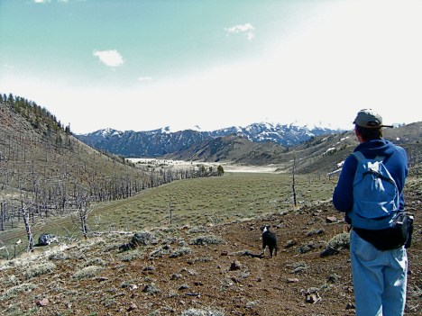 Hottest area of the '88 fires.  Sterile ground, good forage