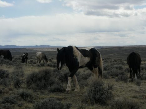 Wild Horse