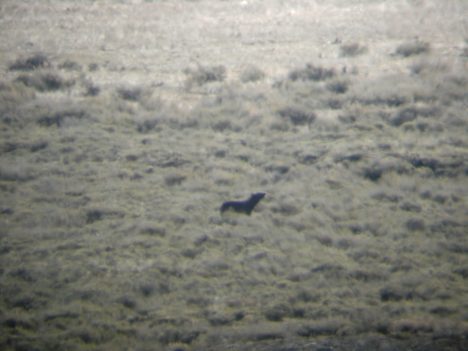 This is through the scope.  He was way across the Lamar river.