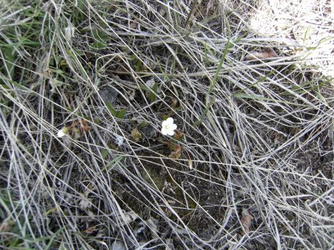Claytonia lanceolata. Claytonia lanceolata. Spring beauties. Edibles. Purslane family