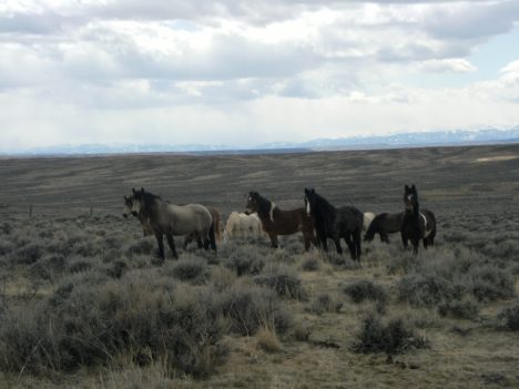Wild Horses