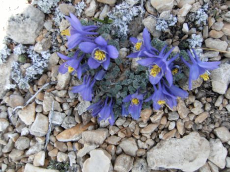 Alpine columbine just blooming today
