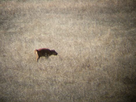 Bison calf