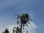 Osprey nest