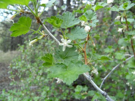 Ribes blooming just the other day