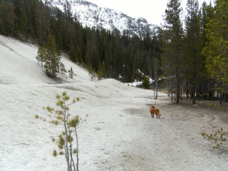 sulphur lake Sulphur deposits around the lake. Lots of grizzly sign here