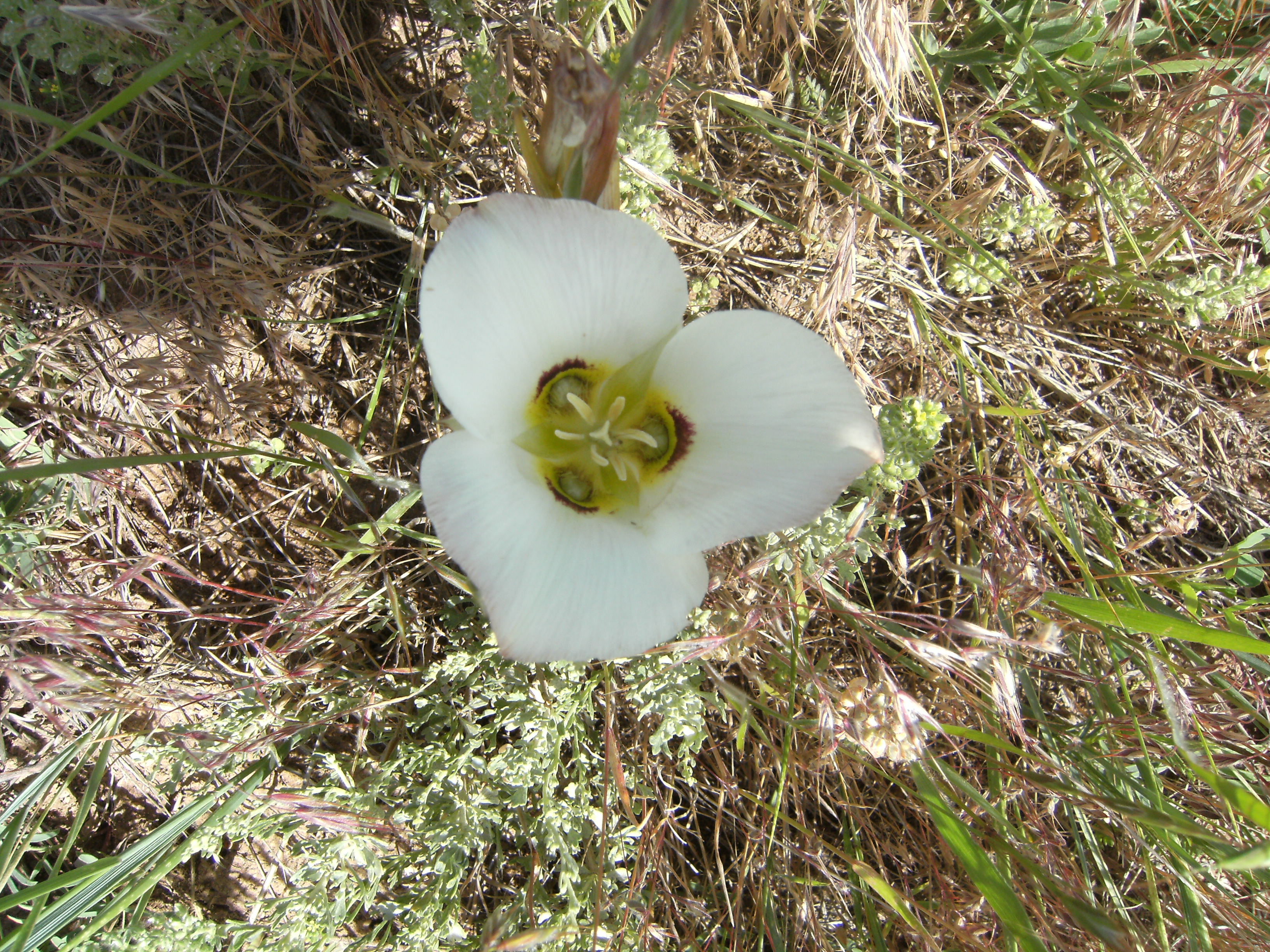 Mariposa lily Calochortus nuttallii - edible bulb, but do not eat as that kills the plant