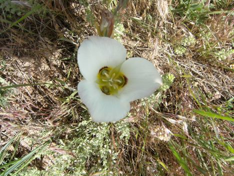 Calochortus nuttallii - edible bulb, but do not eat as that kills the plant