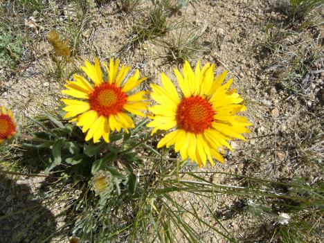 Gaillardia aristata - cultivated perennial.  I am pretty sure the I.D. is correct.  Sunflower family is large.
