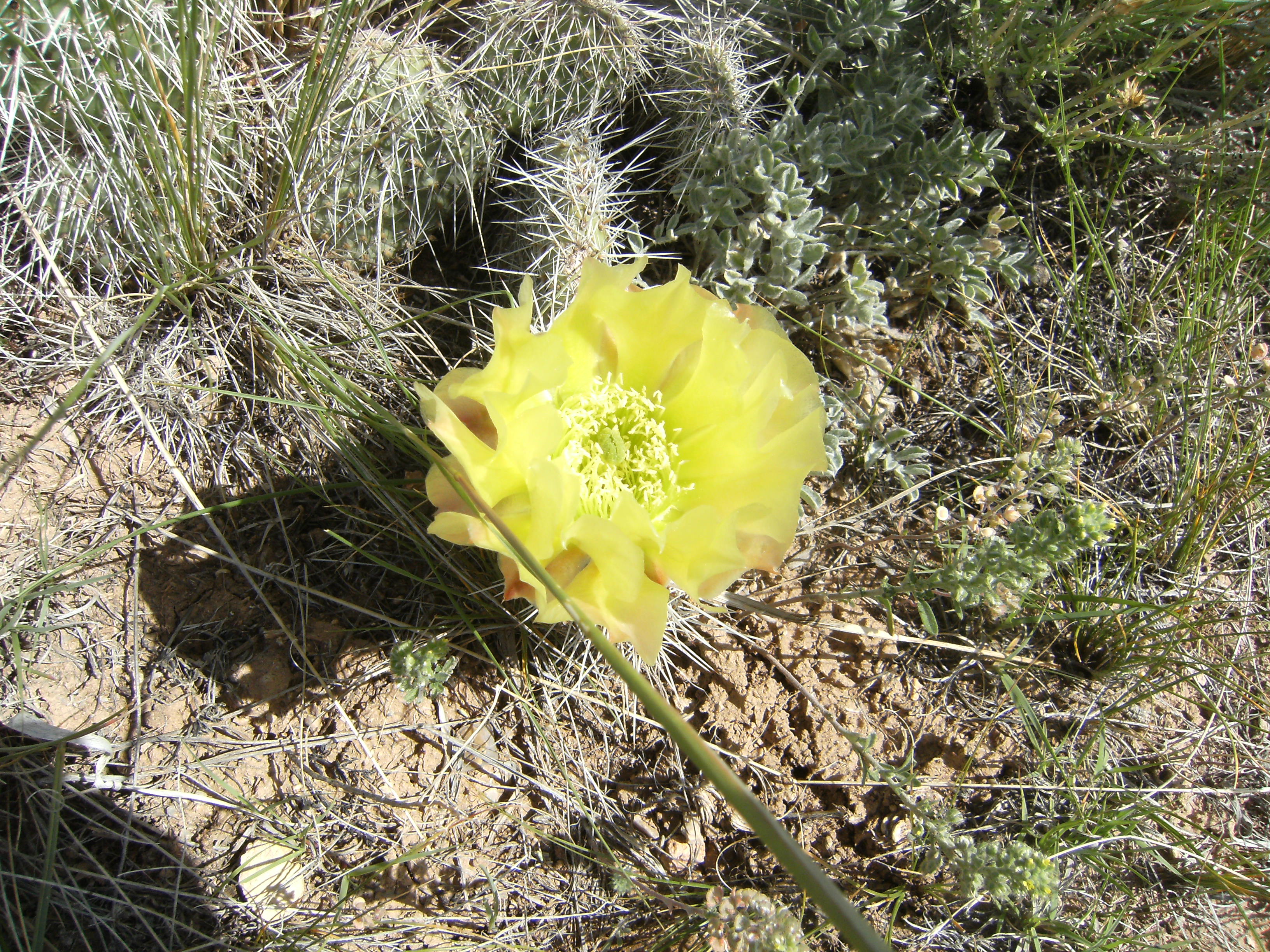 Opuntia polyacantha - Plains Prickly Pear Cactus Prickly Pear cactus flower