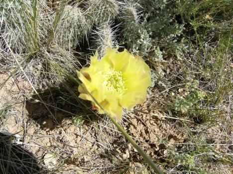 Prickly Pear cactus flower