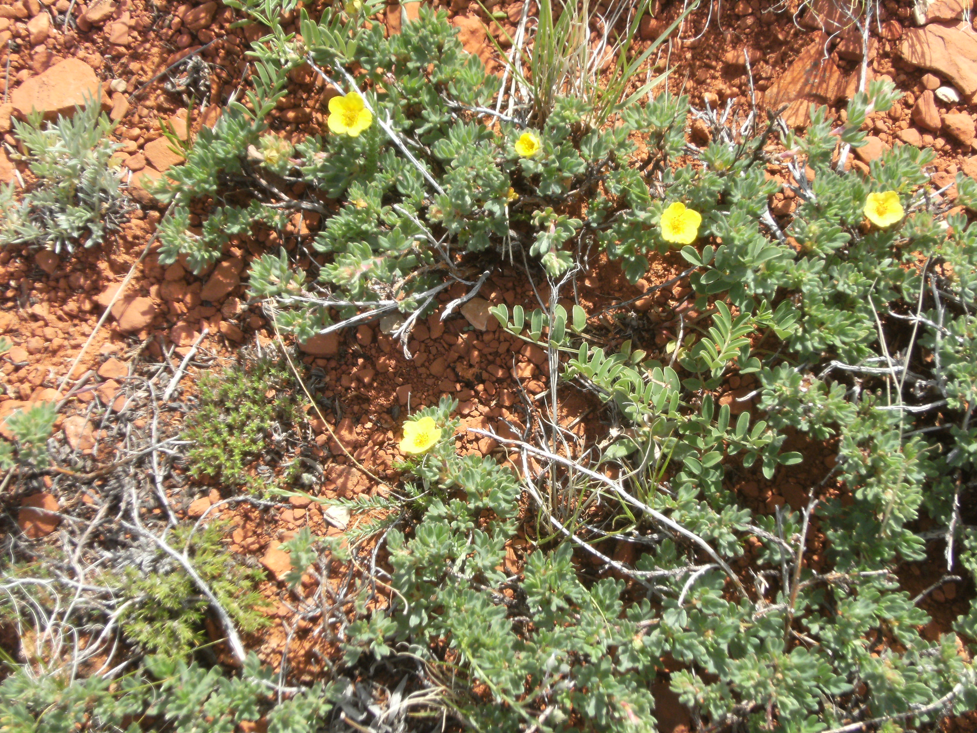 DSCF0006 Potentilla fruticosa. The new name is Pentaphylloides floribunda. This is a landscape plant and I prefer the old name!