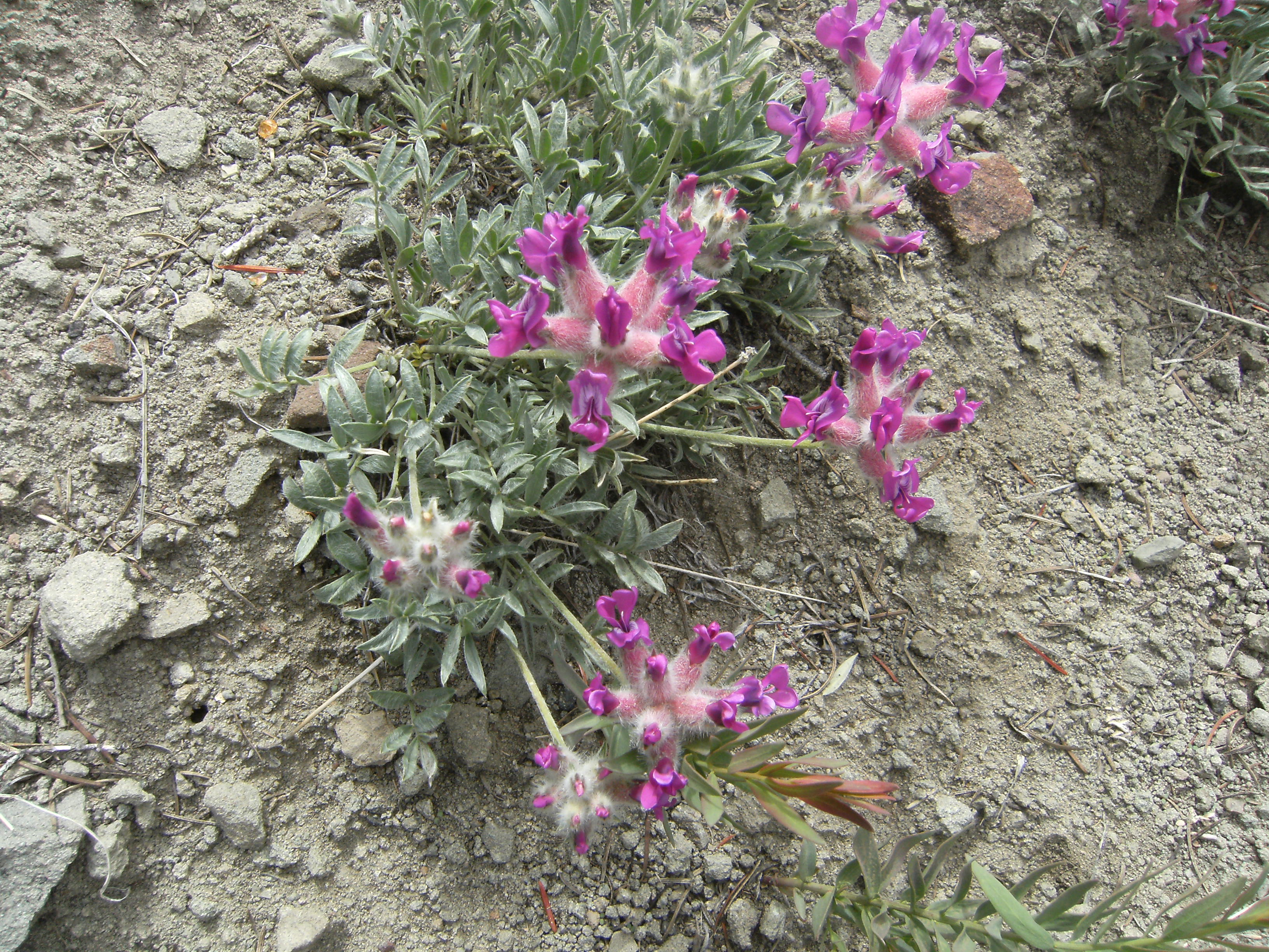 Fabaceae Pea family. An astragalus