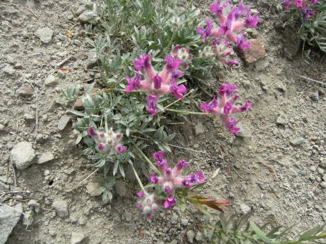 Pea family.  An astragalus
