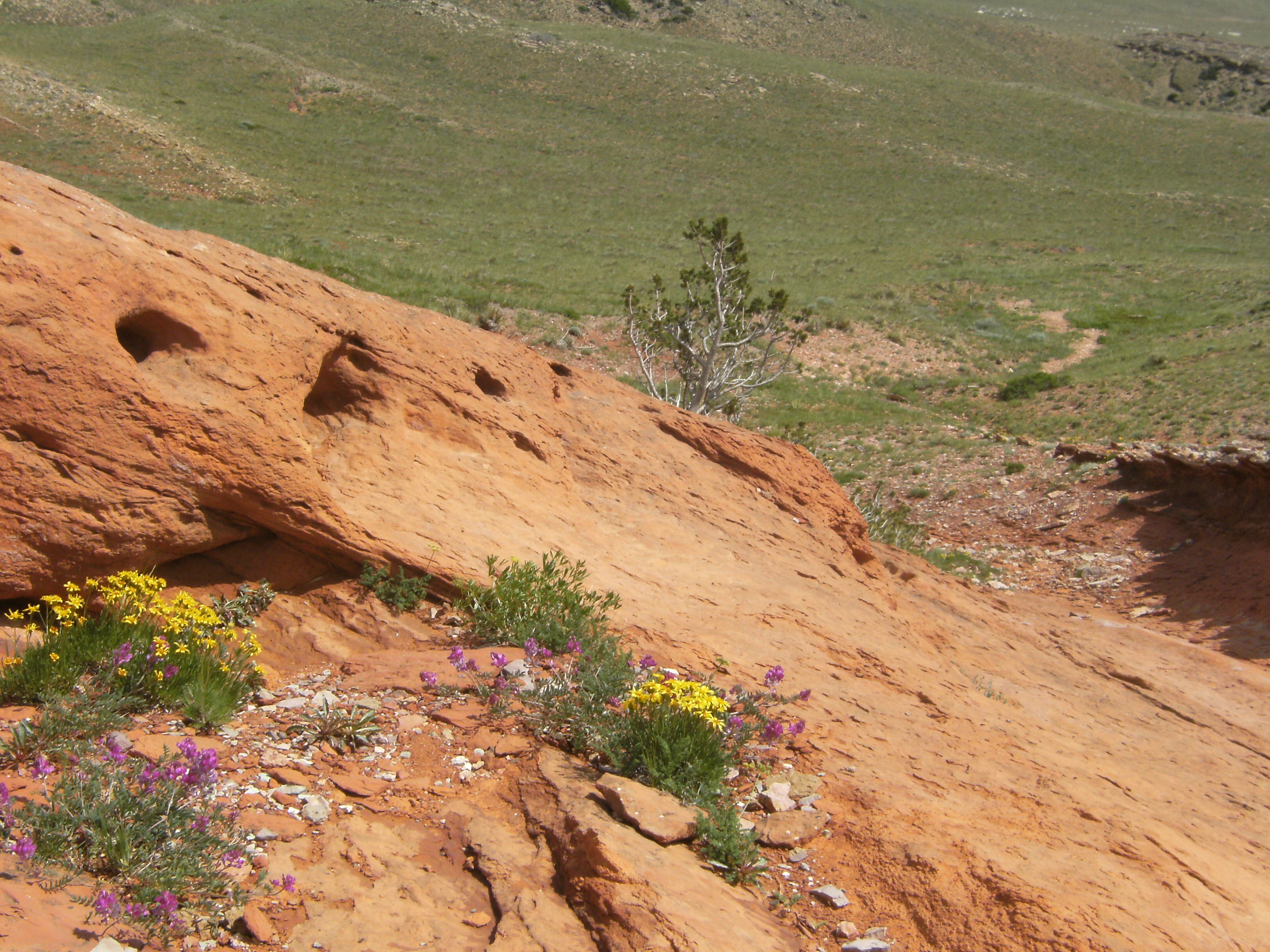 natural landscaping Nature landscapes the best!