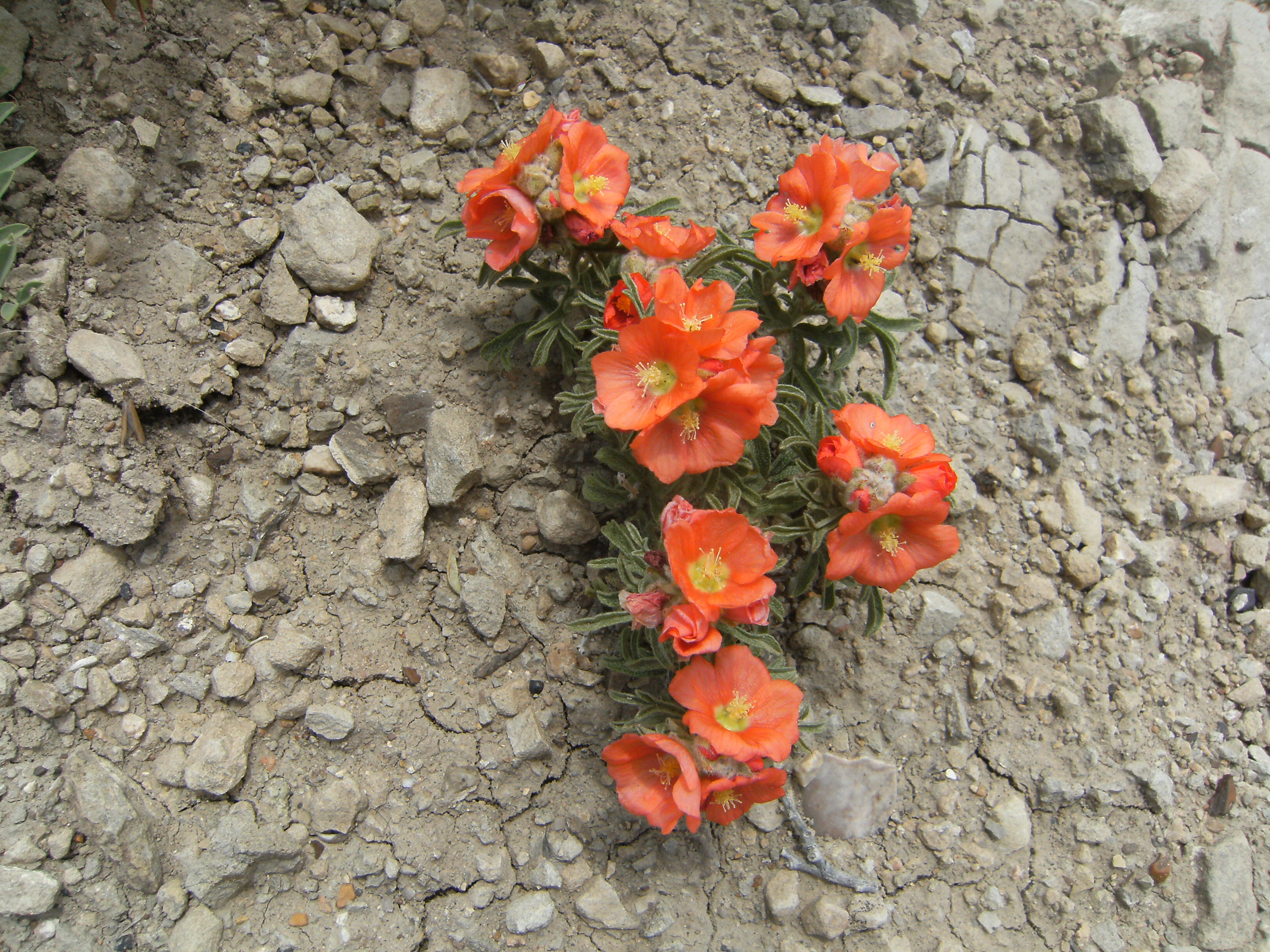 Globemallow. Used in Landscaping as well Sphaeralcea coccinea; Malvaceae family. I have still not been able to pronounce this name
