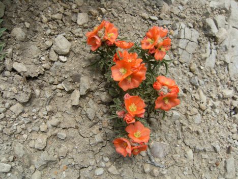 Sphaeralcea coccinea; Malvaceae family.  I have still not been able to pronounce this name
