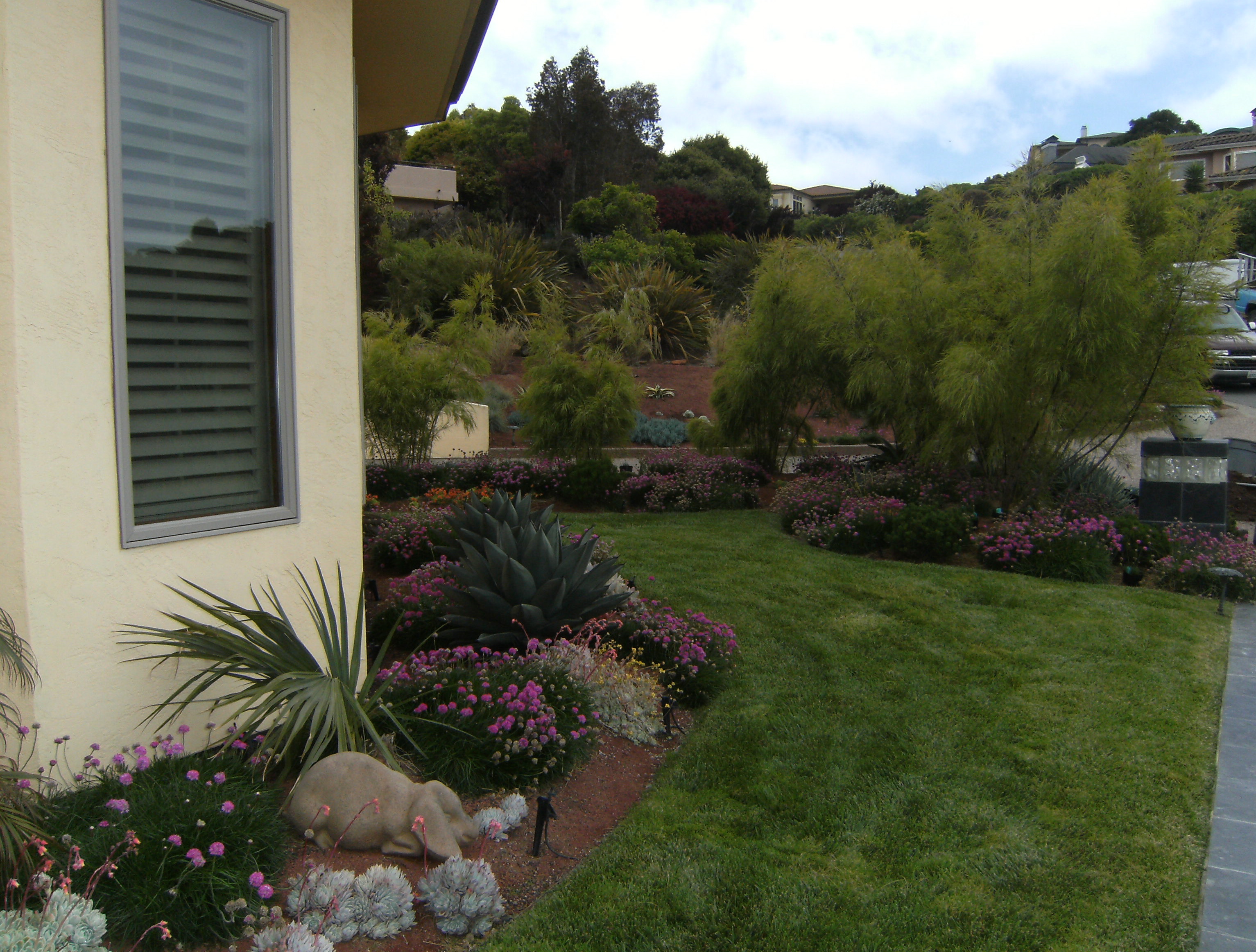 Except the small lawn, the beds are all low water, mostly succulents/natives