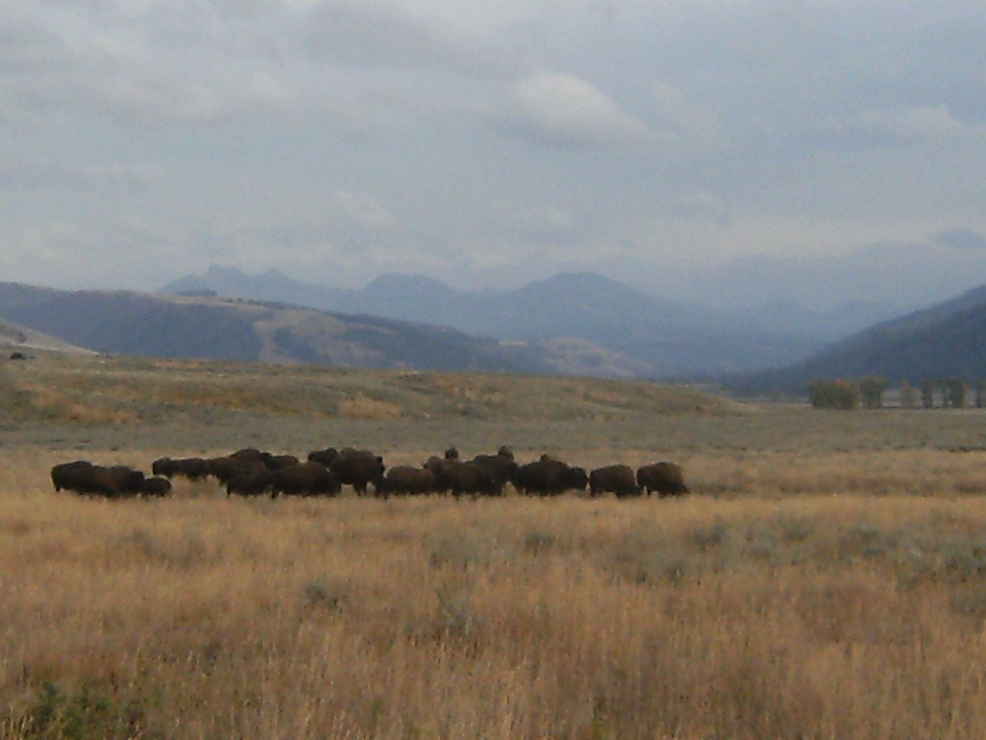 Bison in Lamar Valley Conduits to another World; the pure herd.