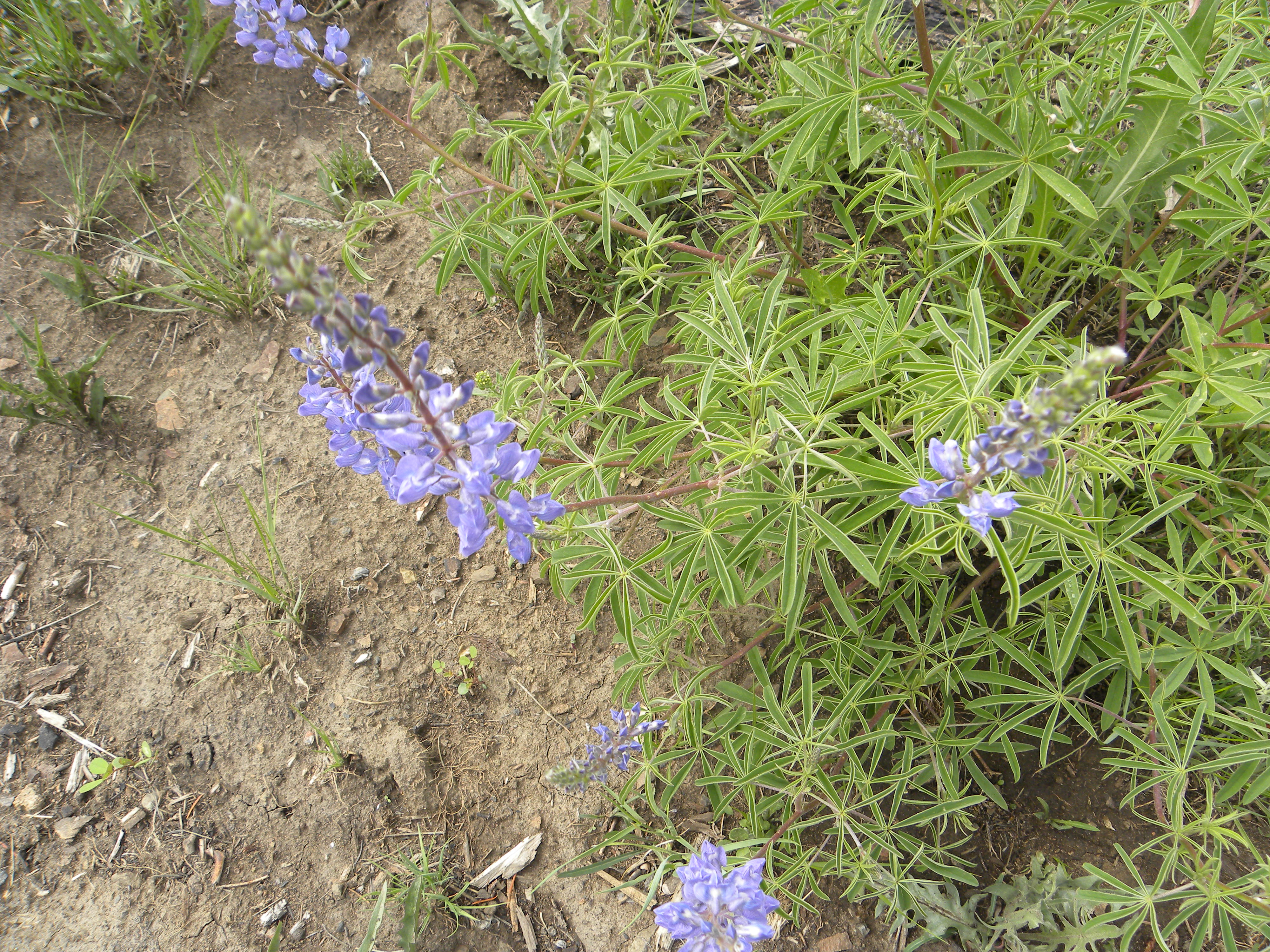 Lupinus Pea family-Lupine