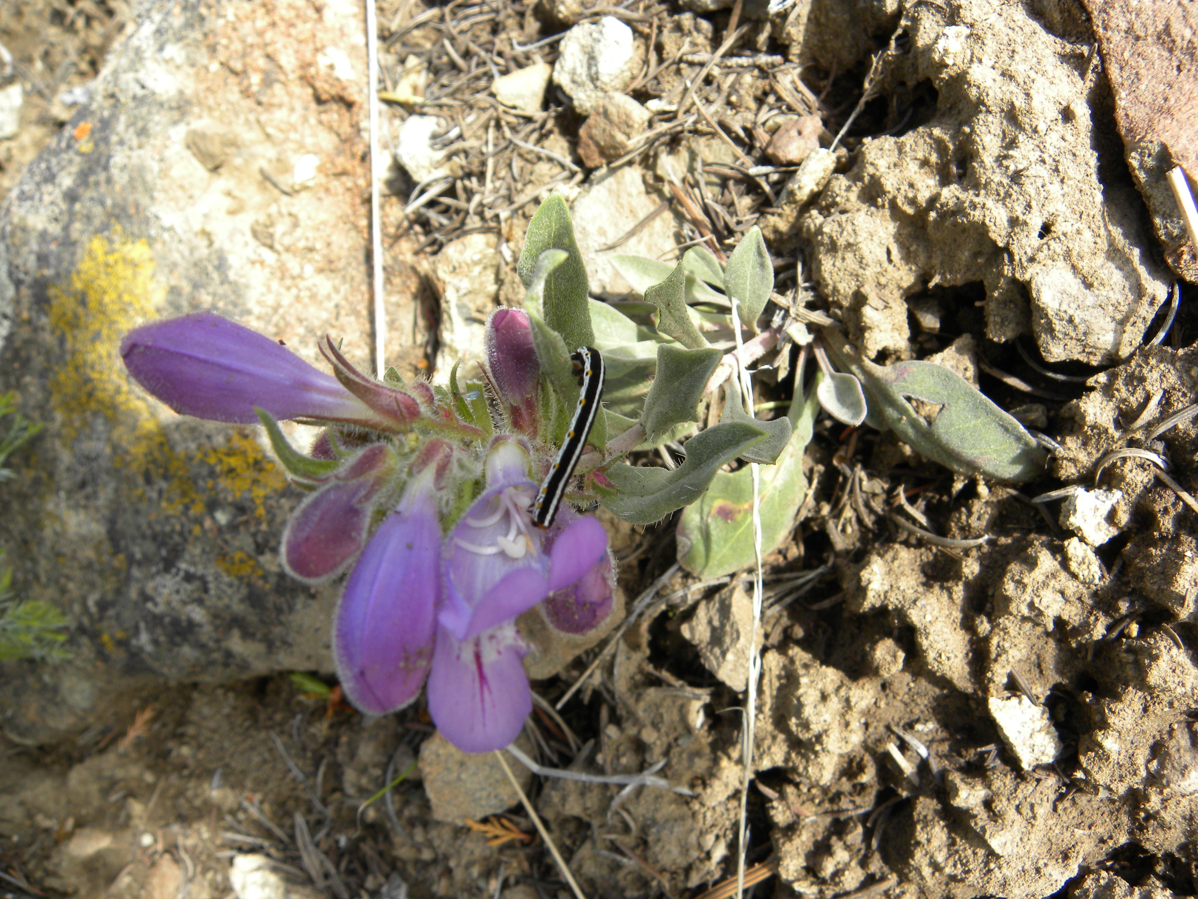 Penstemon Penstemon eriantherus