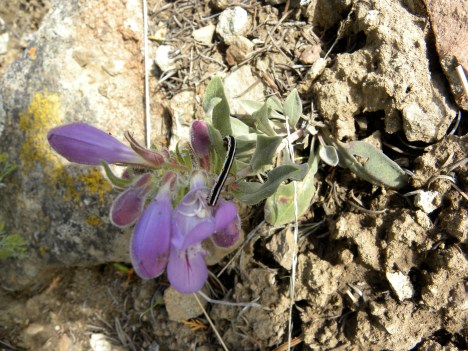 Penstemon eriantherus